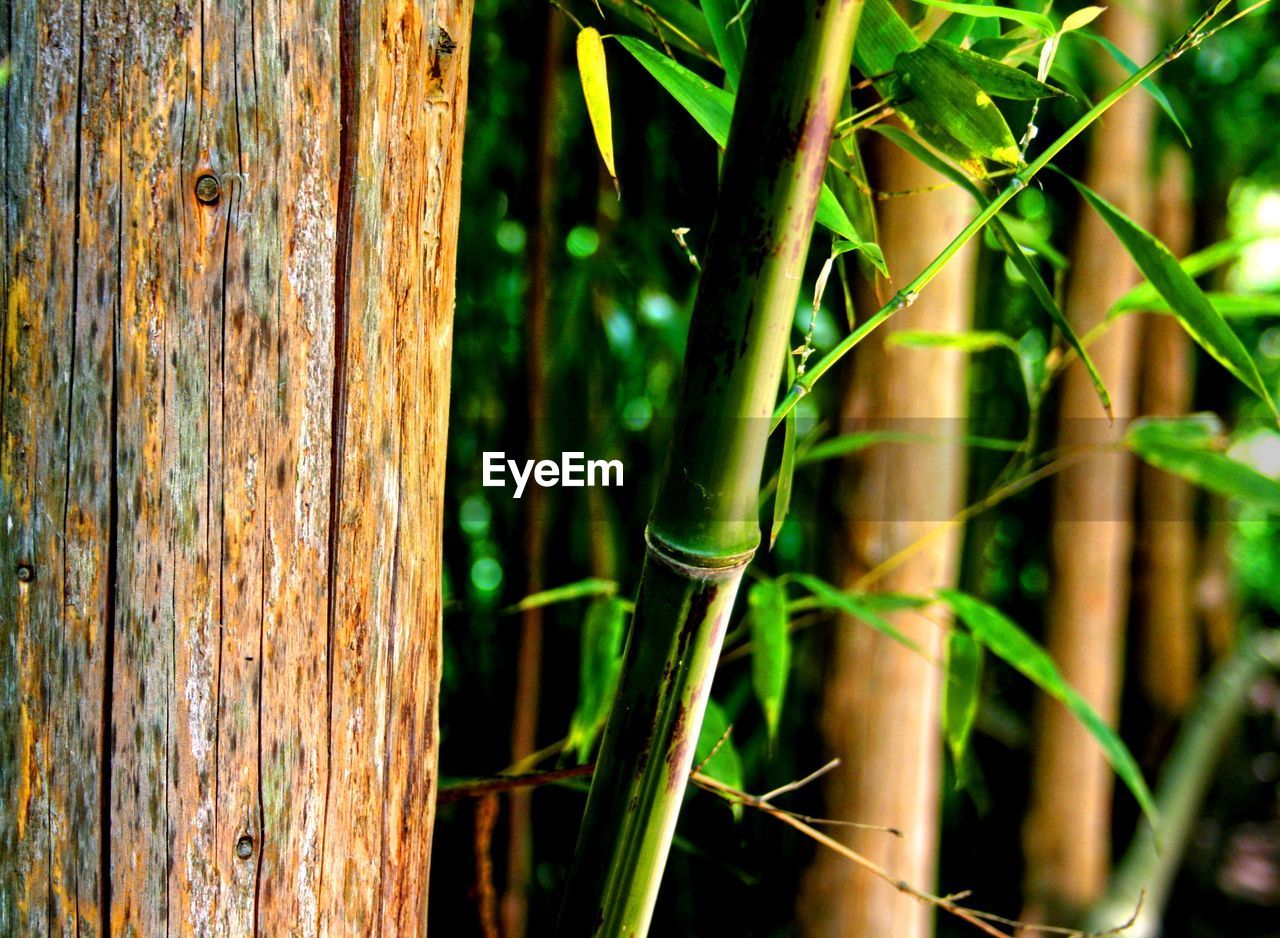 CLOSE-UP OF BAMBOO TREE