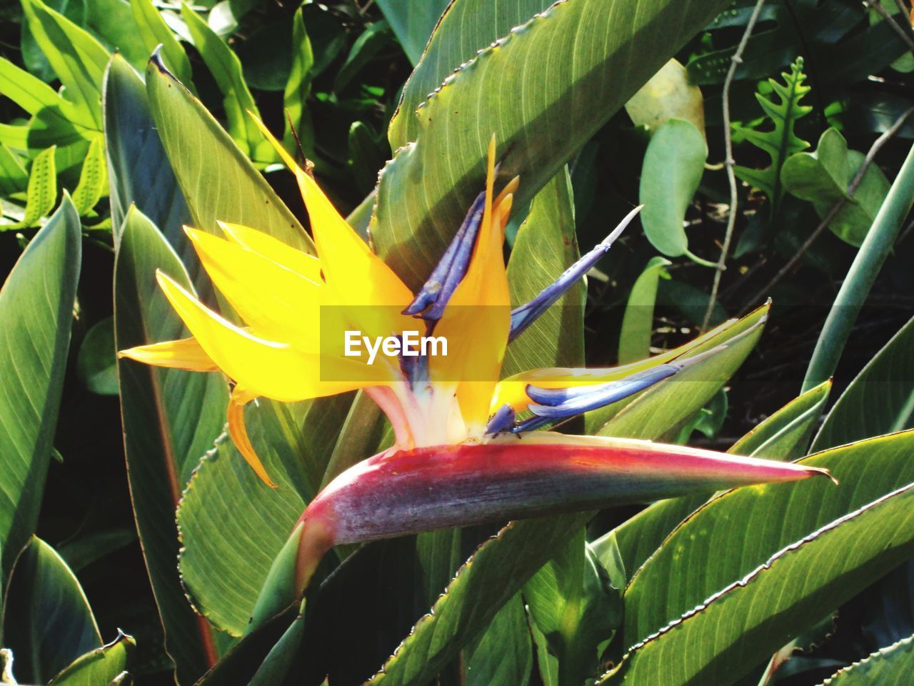 CLOSE-UP OF FLOWER BLOOMING