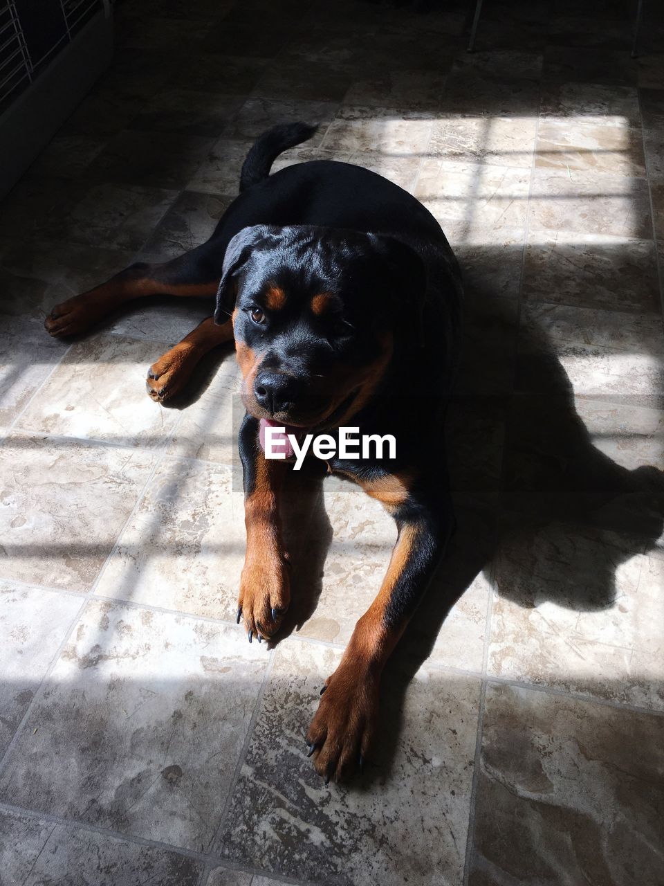 High angle view of rottweiler resting on tiled floor