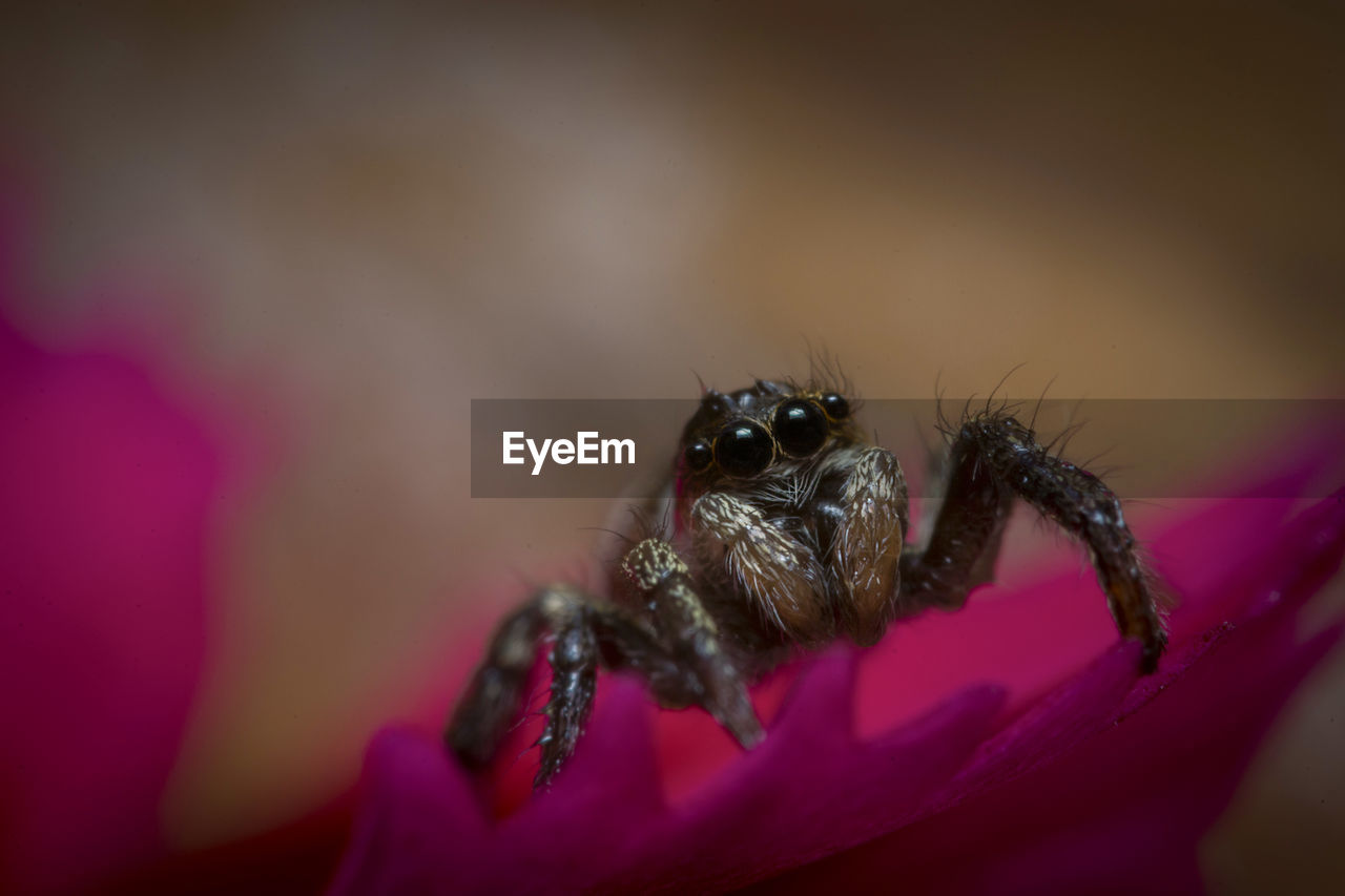 CLOSE-UP OF SPIDER ON WEB