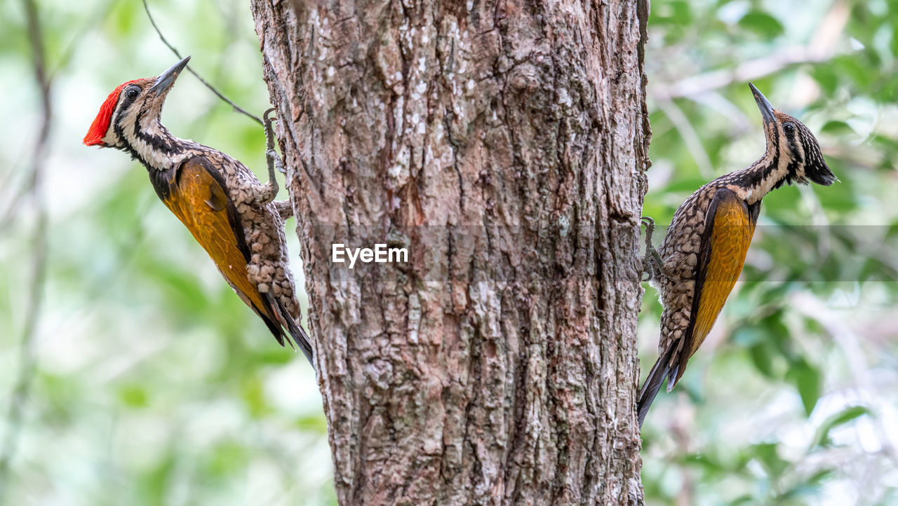 Common flameback woodpecker male and female on tree trunk.