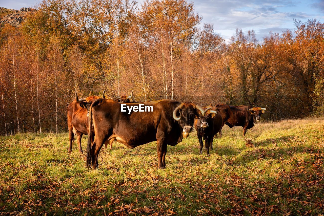 mammal, animal, animal themes, domestic animals, livestock, plant, rural area, group of animals, pasture, cattle, nature, land, natural environment, grass, field, pet, autumn, tree, cow, animal wildlife, landscape, meadow, no people, domestic cattle, agriculture, bull, sky, grazing, outdoors, environment, leaf, rural scene, prairie, wildlife, herd, brown, flower, day