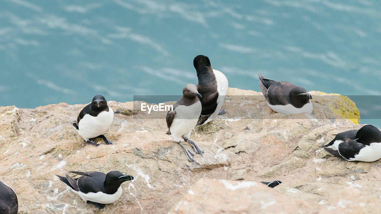Group of seabirds standing on the cliffs of skomer island in pembrokeshire, west wales uk.