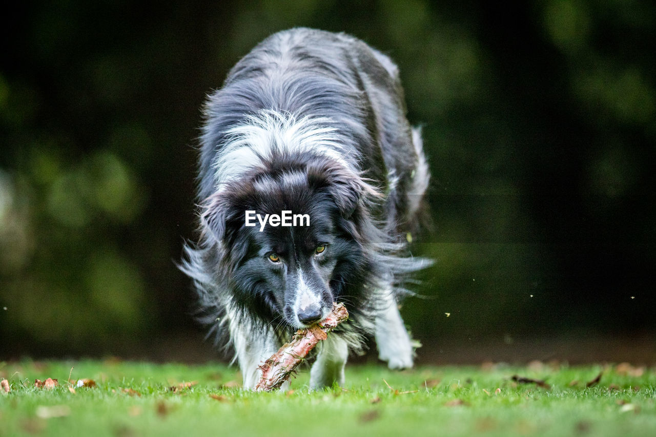 Portrait of dog carrying bone while walking on grassy field