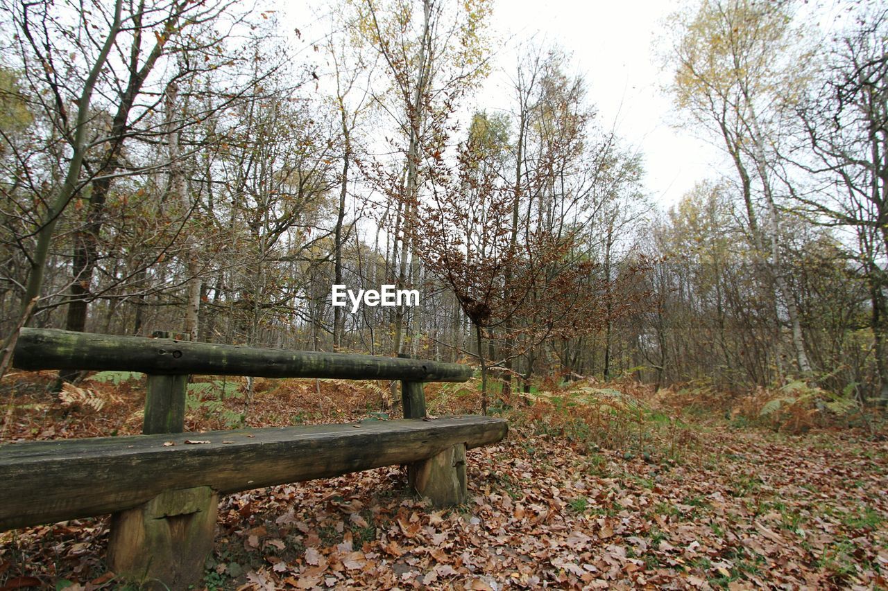 Empty wooden bench at notre-dame forest