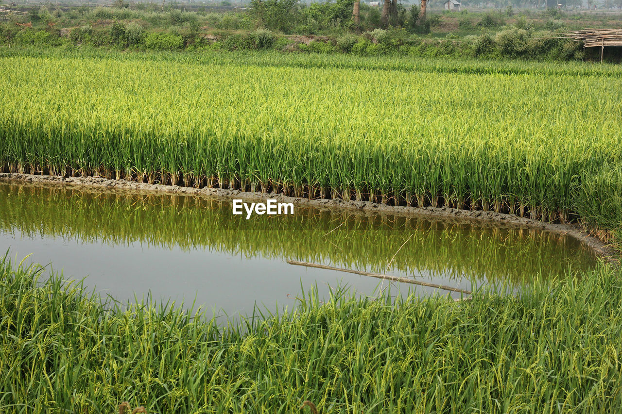 SCENIC VIEW OF FARM