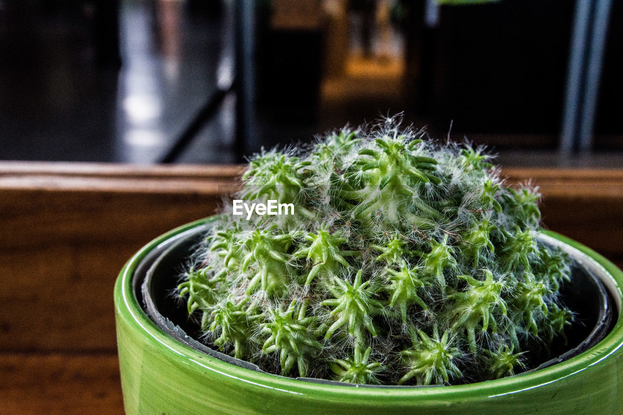 Close-up of potted plant on table