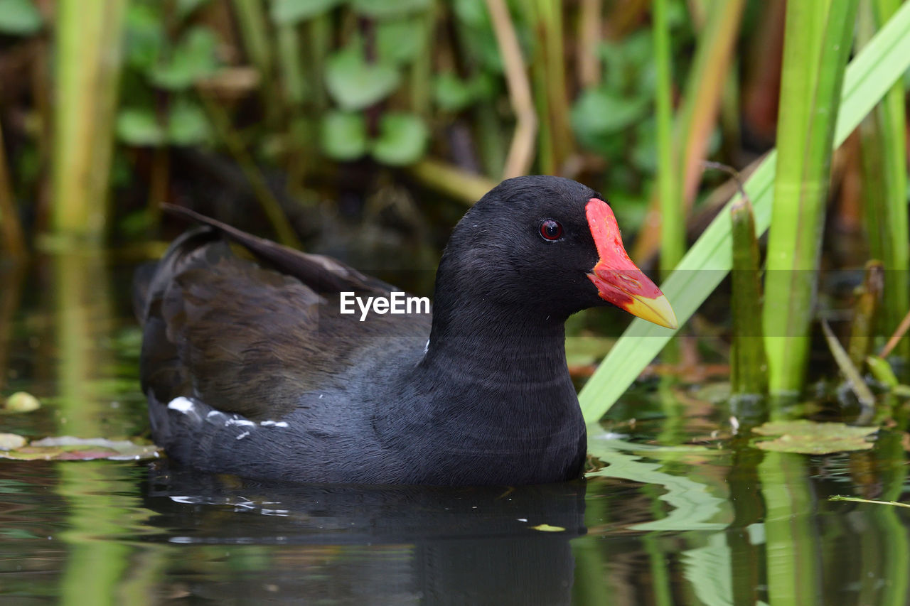 Close-up of a moorhen swimming in lake