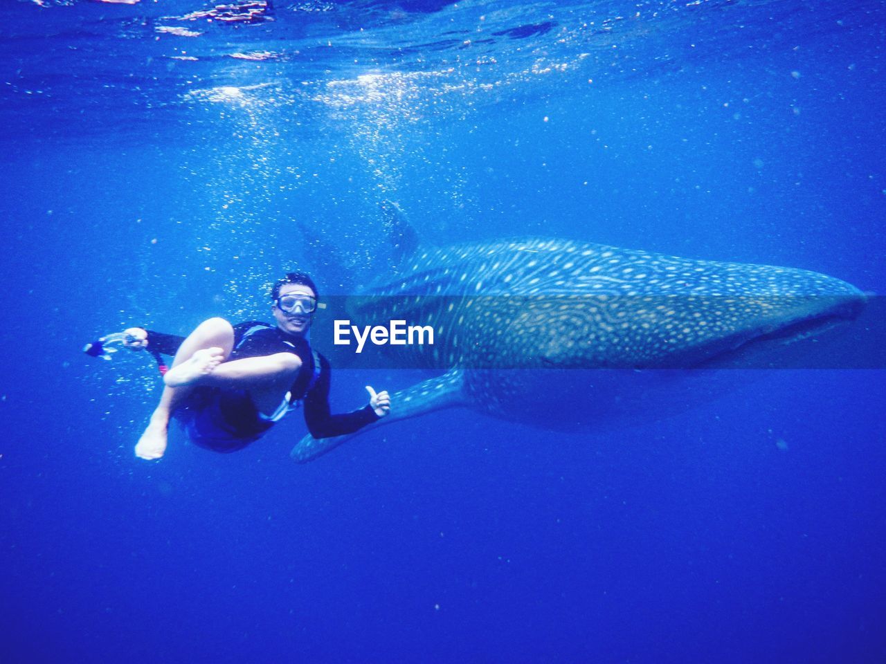 Man swimming with whale shark in sea