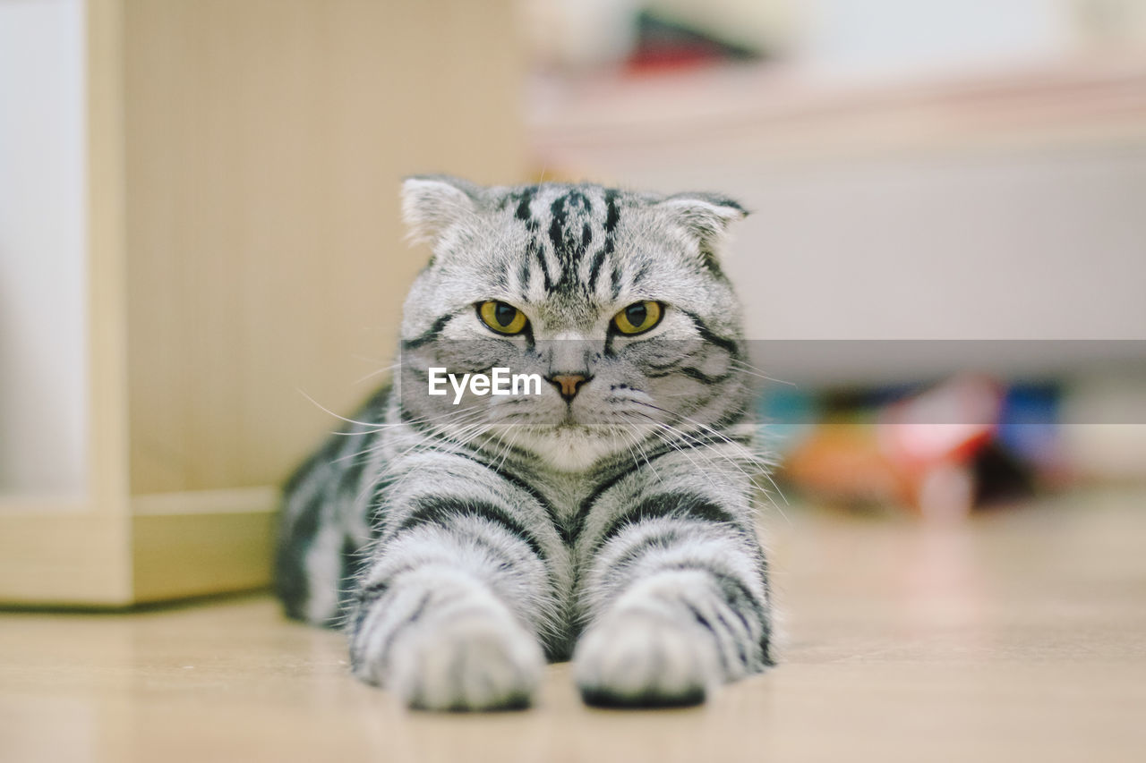 Portrait of cat resting on floor