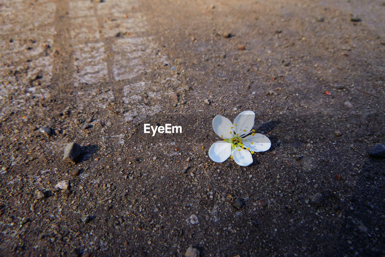 High angle view of white flowering plant on sand