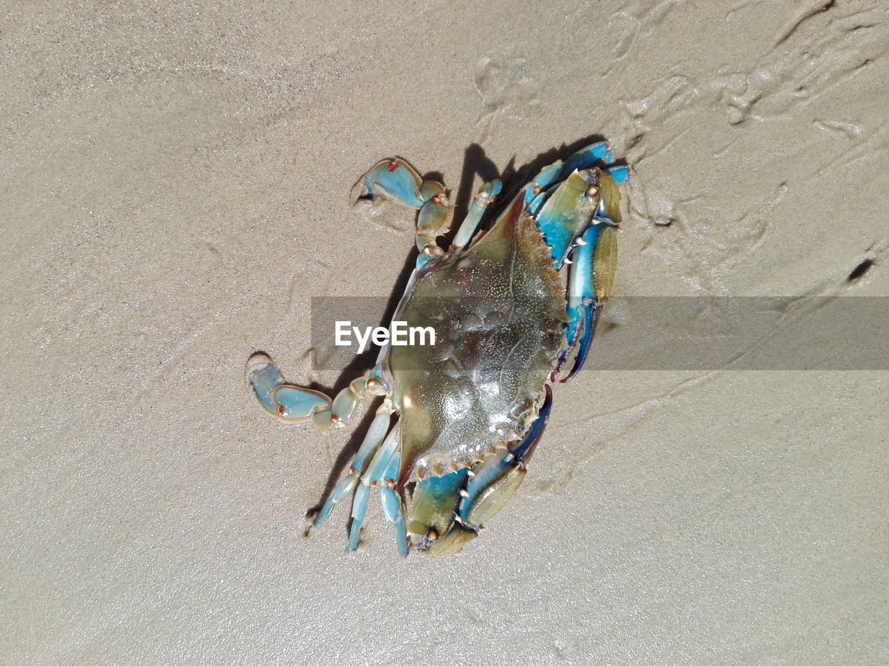 HIGH ANGLE VIEW OF CRAB ON SHORE