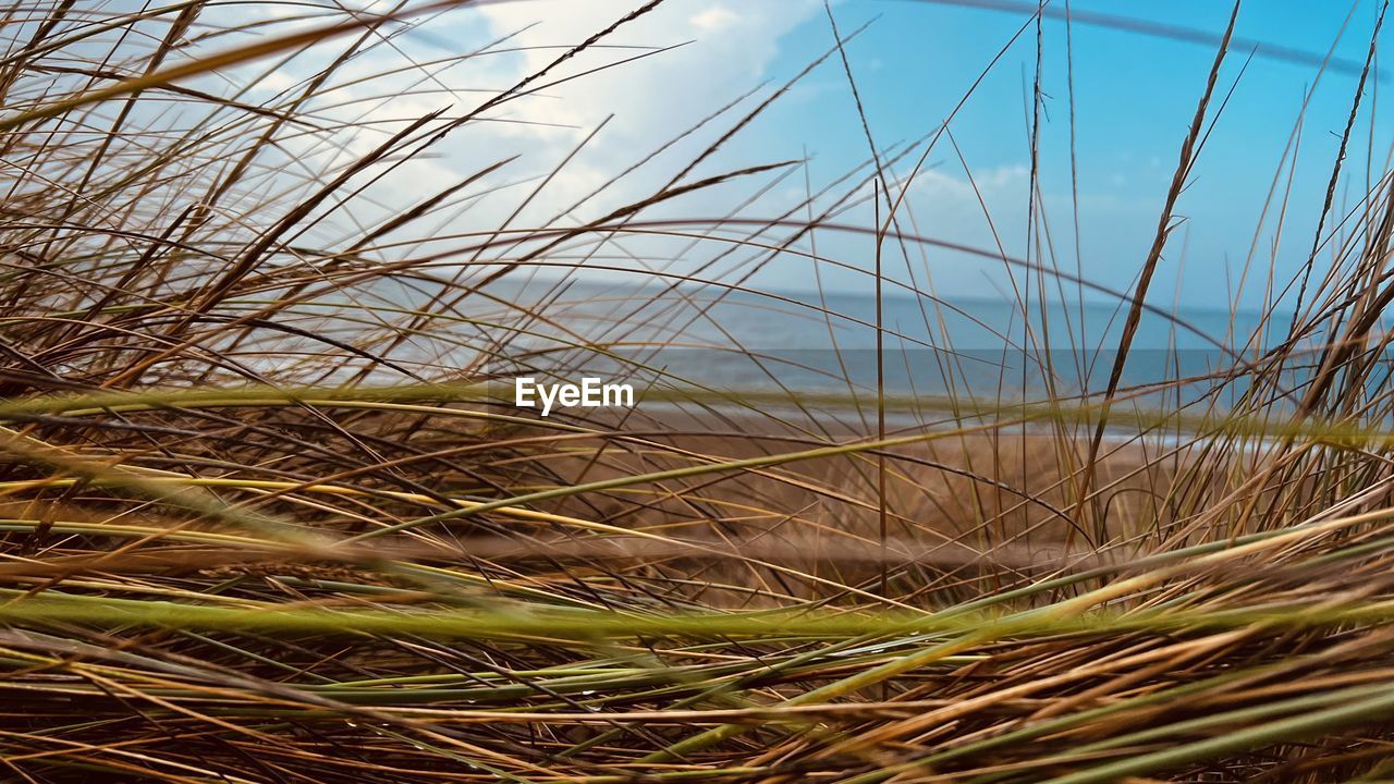 grass, plant, nature, no people, sky, sunlight, branch, growth, day, field, tree, beauty in nature, land, outdoors, tranquility, leaf, close-up, agriculture