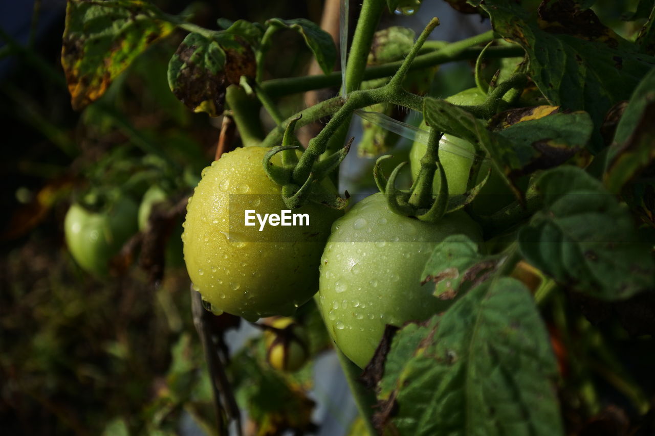 Close up of watered tomatoes in the morning