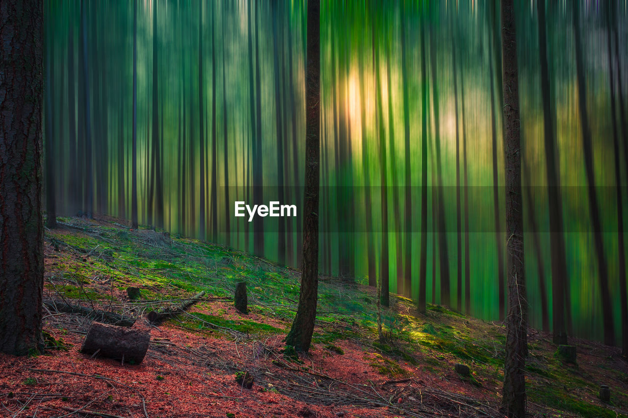 View of bamboo trees in forest