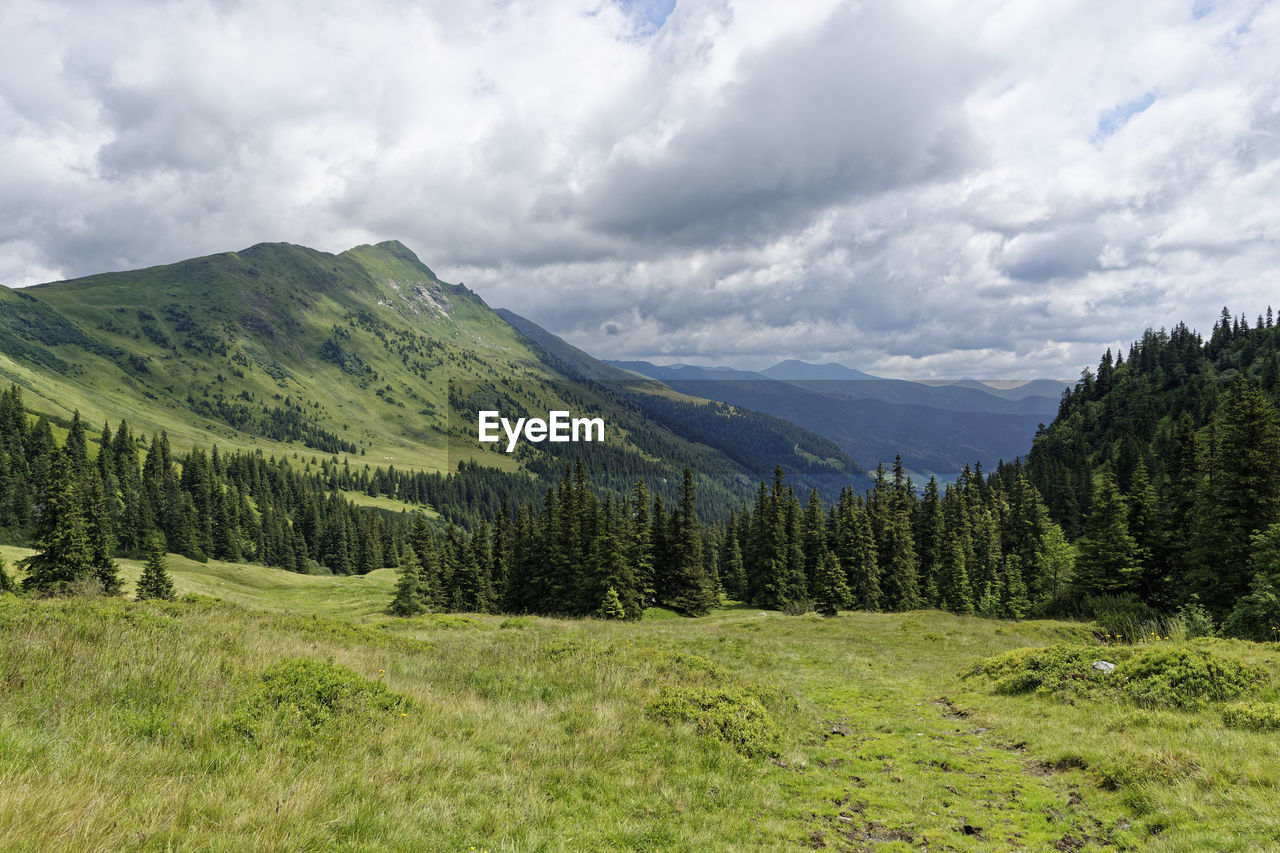 SCENIC VIEW OF TREES AND MOUNTAINS AGAINST SKY