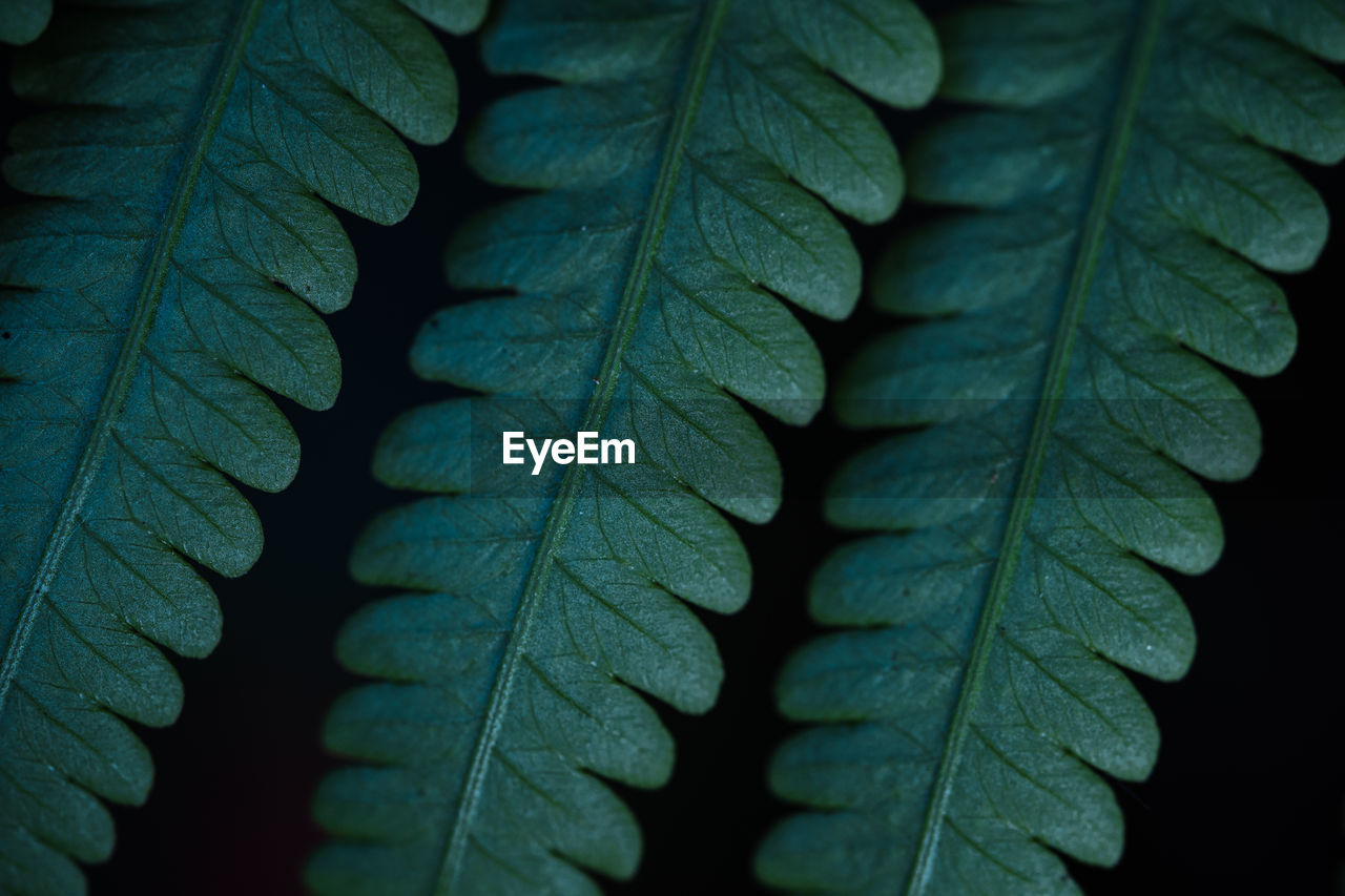 Close-up of leaves