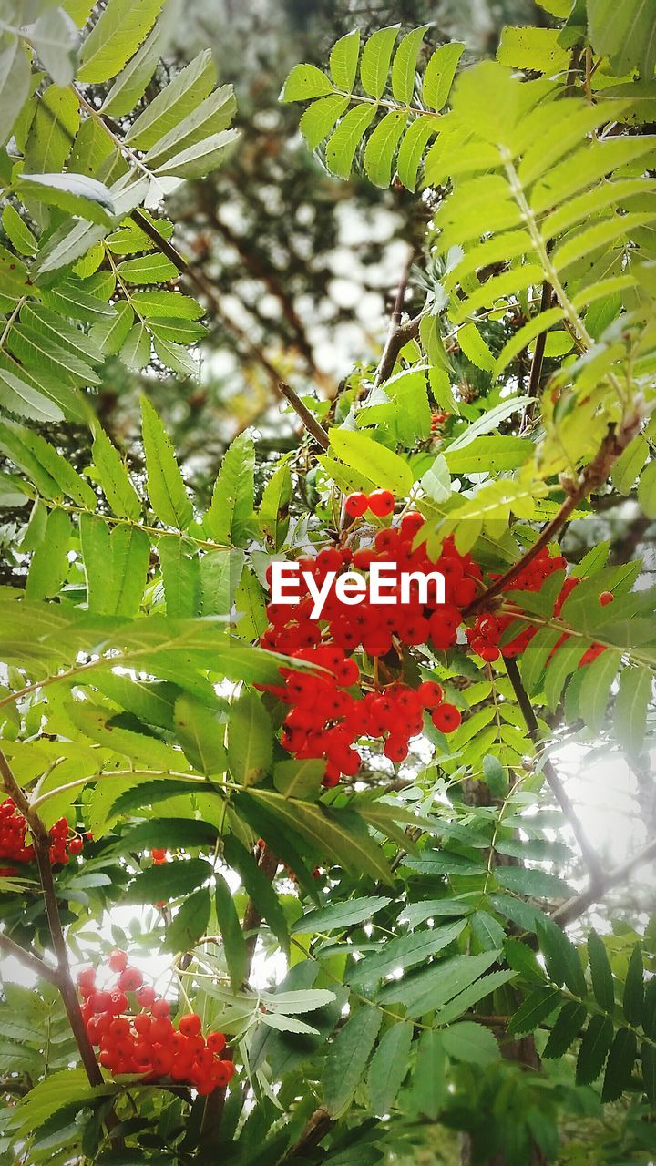 CLOSE-UP OF RED FLOWERS ON TREE