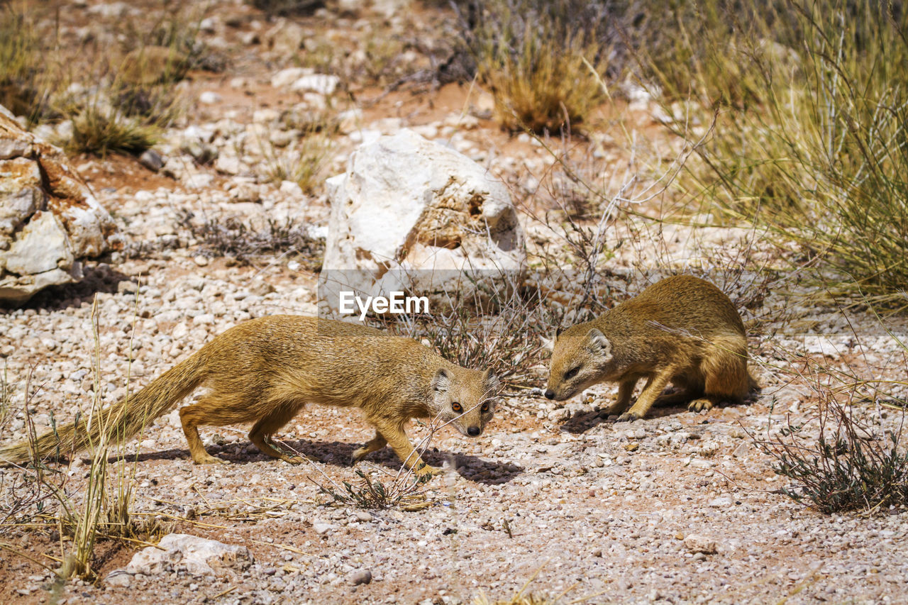 Two yellow mongooses in scrubland in kgalagadi transfrontier park, south africa