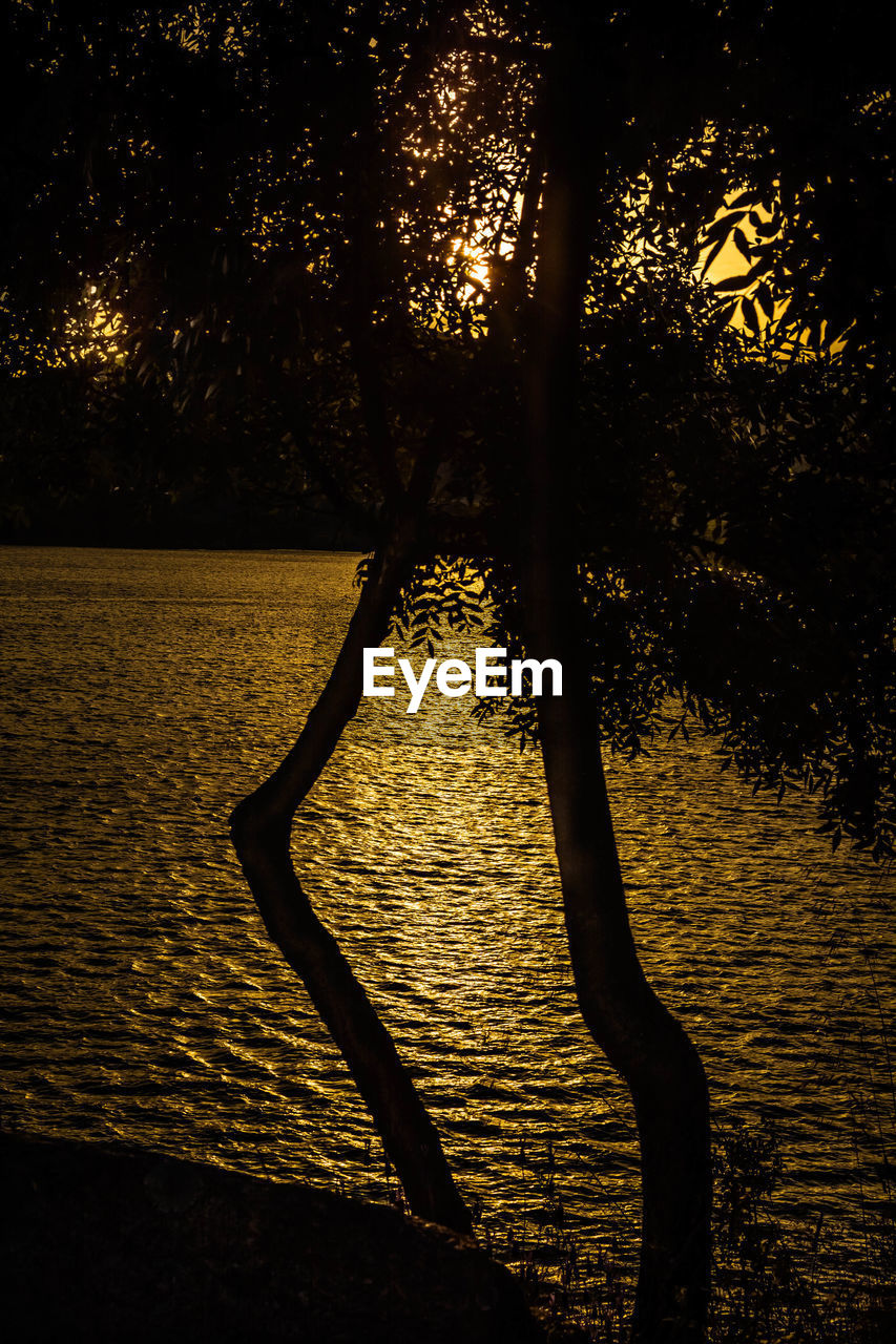 SILHOUETTE TREES BY PLANTS AGAINST SKY DURING SUNSET