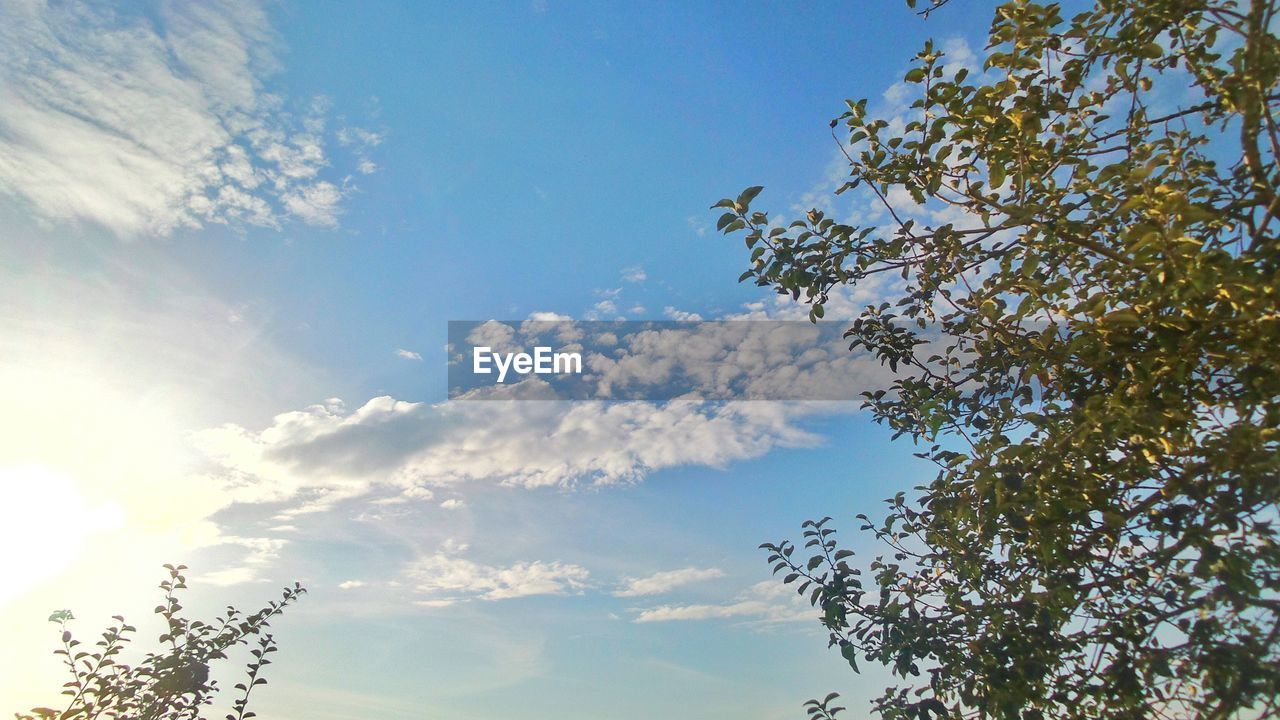 HIGH SECTION OF TREE AGAINST BLUE SKY