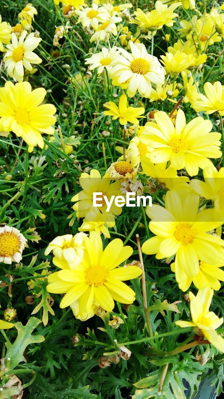 CLOSE-UP OF YELLOW CROCUS FLOWERS BLOOMING IN FIELD