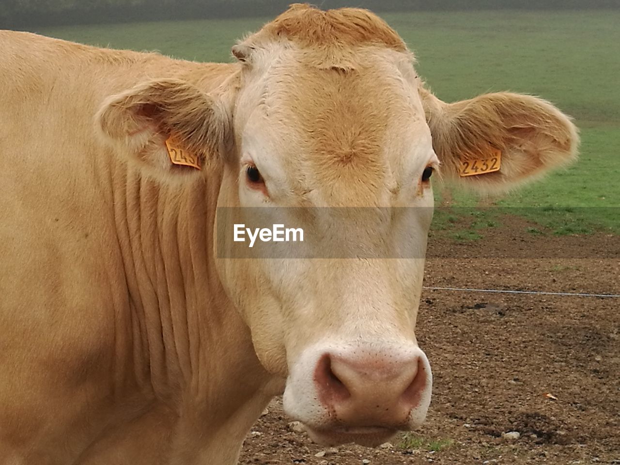 CLOSE-UP OF COW