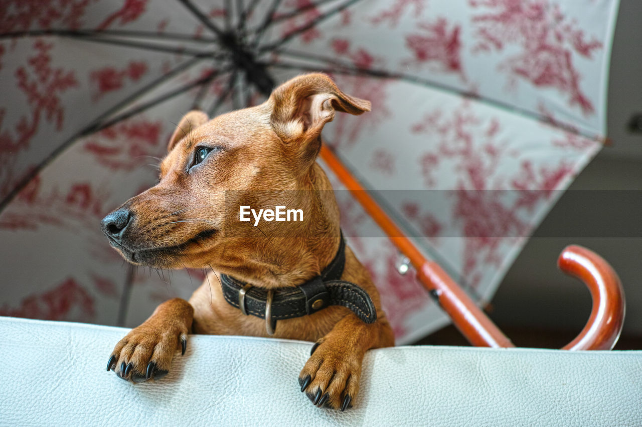 Miniature pinscher dog waiting her owner on the sofa