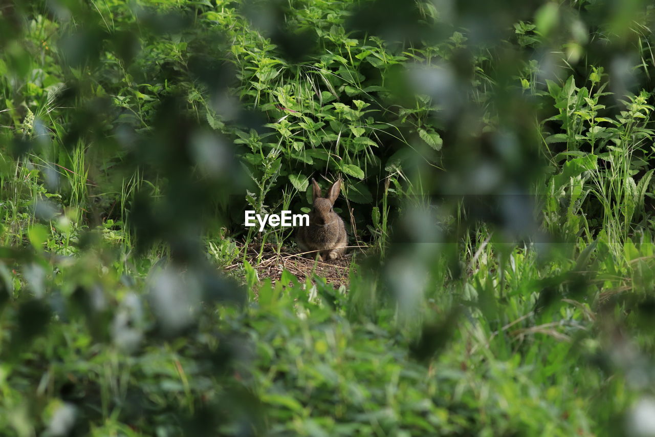 Seen from a rabbit through the trees...
