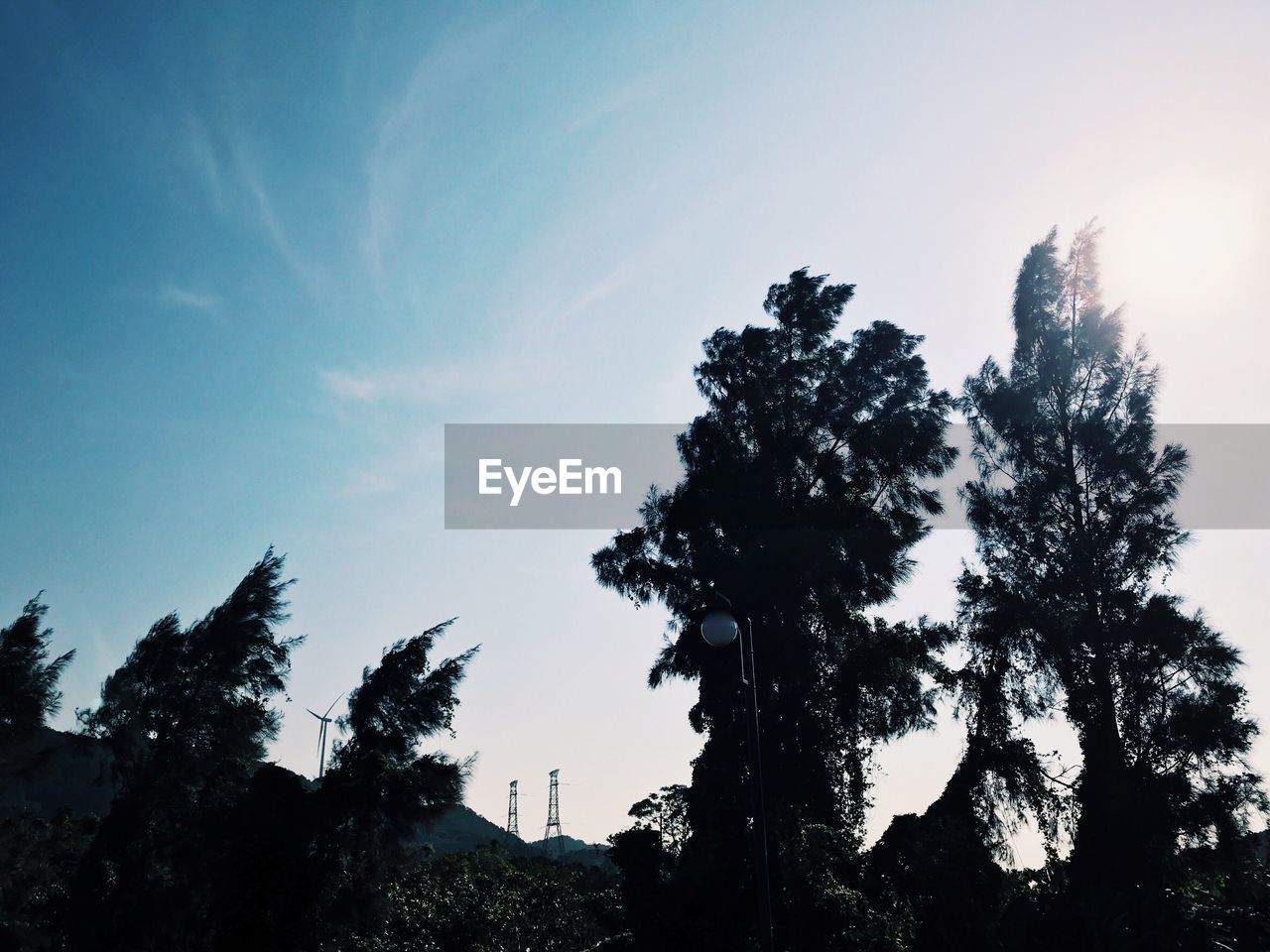 LOW ANGLE VIEW OF TREES AGAINST SKY