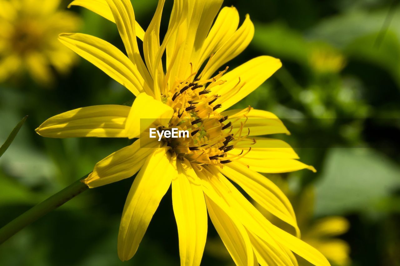 Close-up of yellow flowering plant