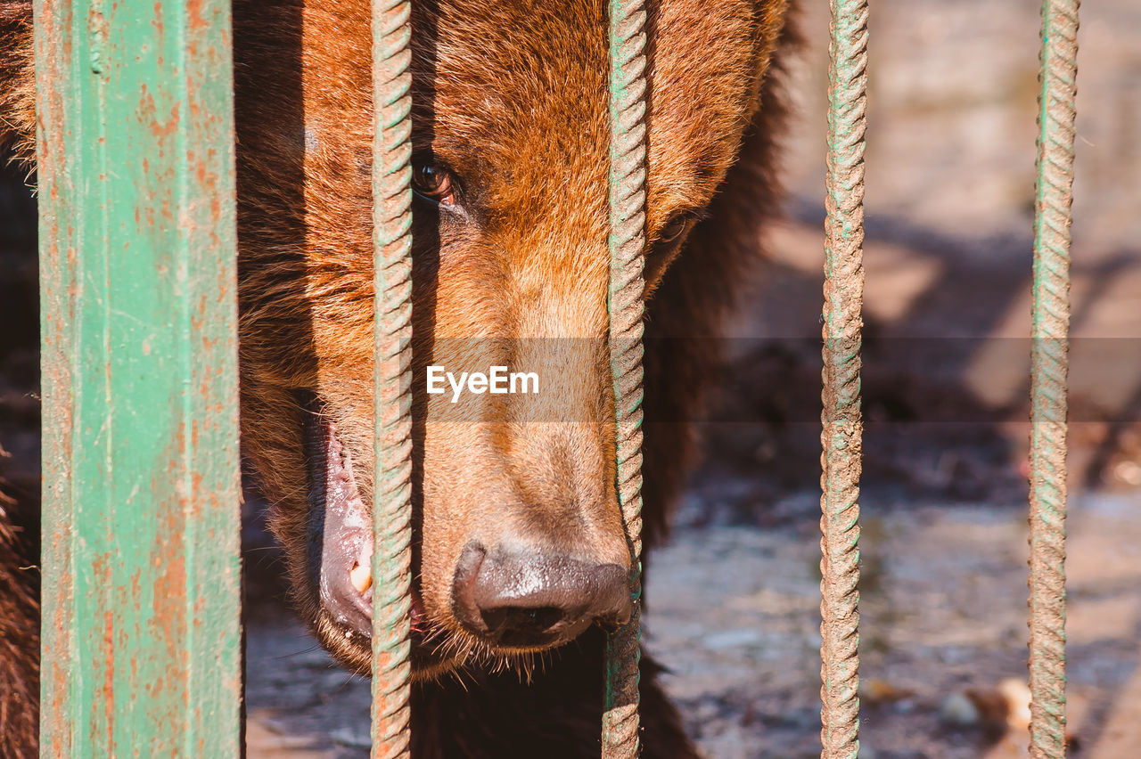 The head of a brown bear behind the metal rod of a cage stares at the camera. portrait of a wild 