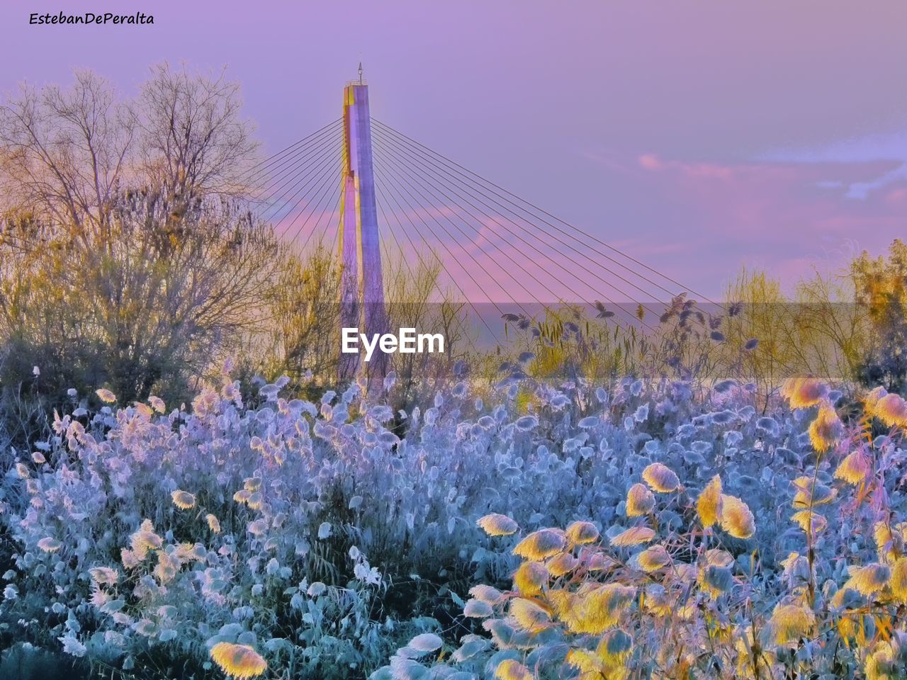 FLOWERS GROWING ON LANDSCAPE