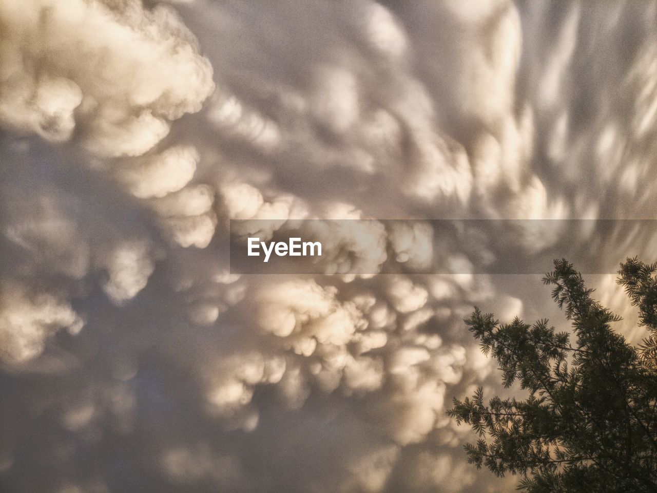 LOW ANGLE VIEW OF TREES AGAINST CLOUDY SKY