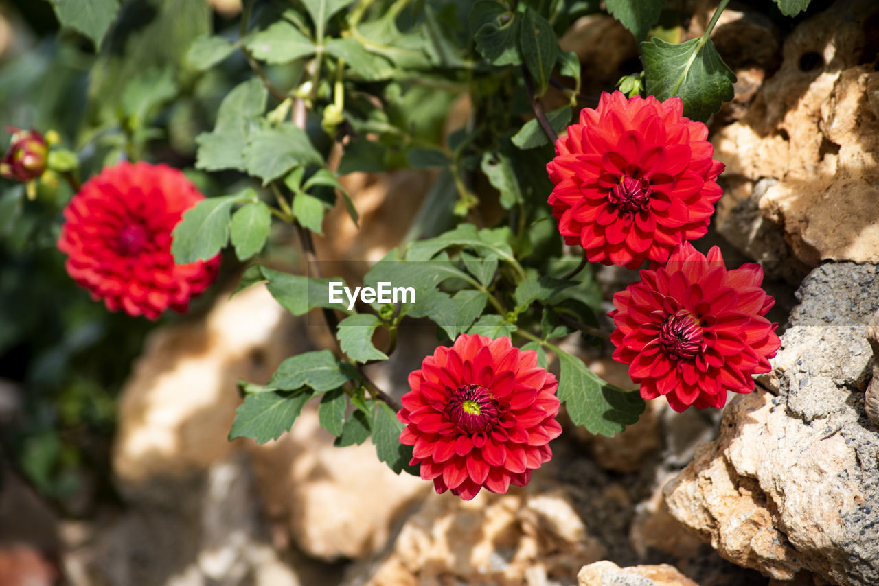 flower, plant, flowering plant, nature, beauty in nature, freshness, plant part, red, leaf, growth, close-up, flower head, inflorescence, no people, sunlight, petal, multi colored, outdoors, fragility, wildflower, day, botany, summer, green, pink