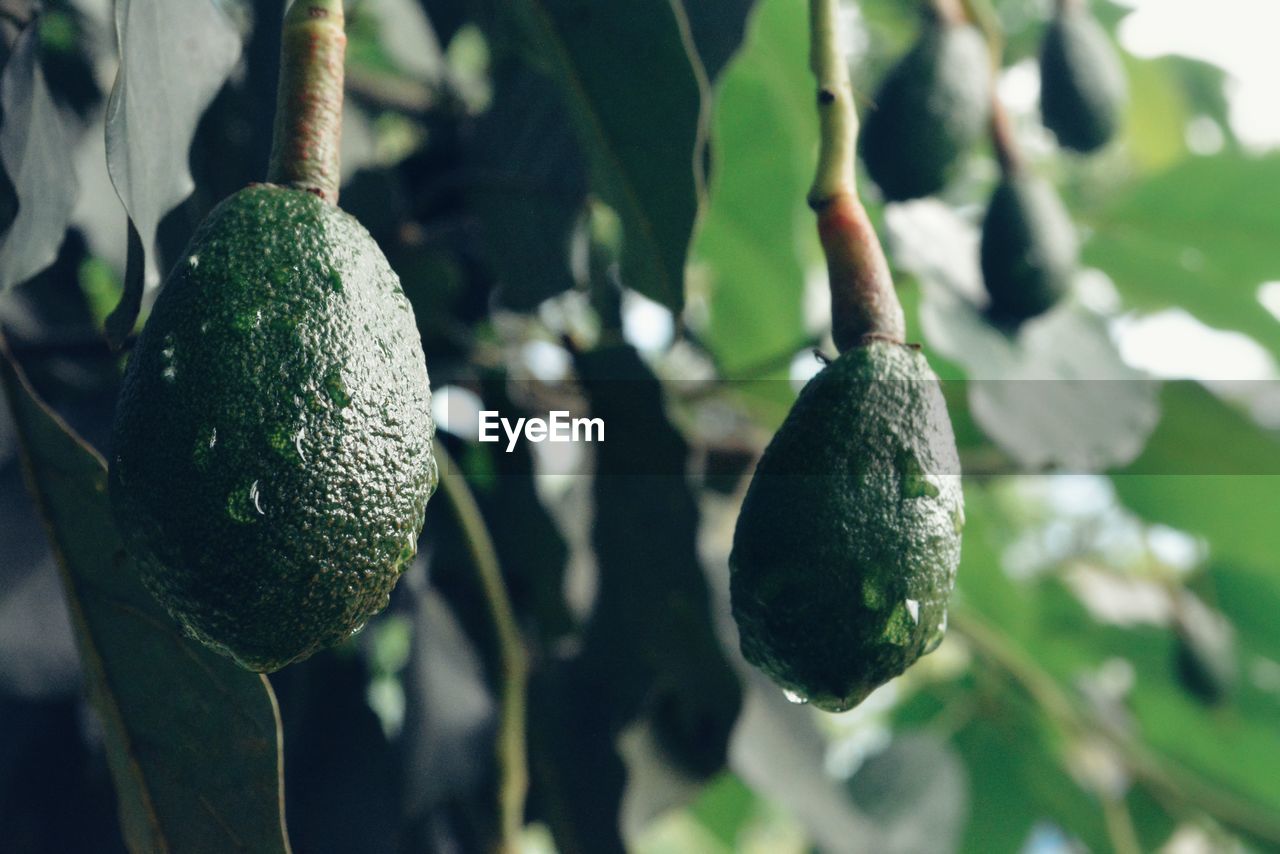 CLOSE-UP OF FRUIT GROWING ON PLANT