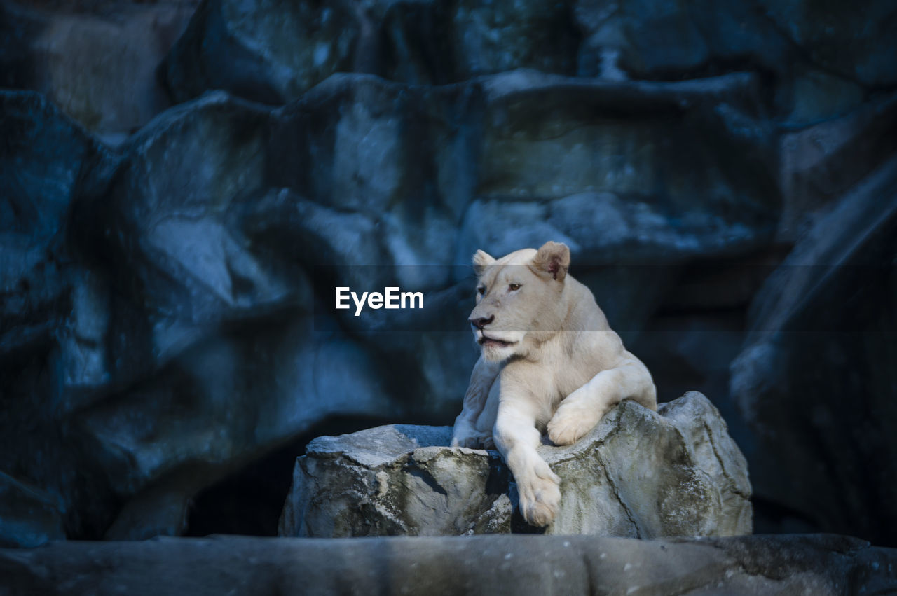 White lioness sitting on rocks at zoo