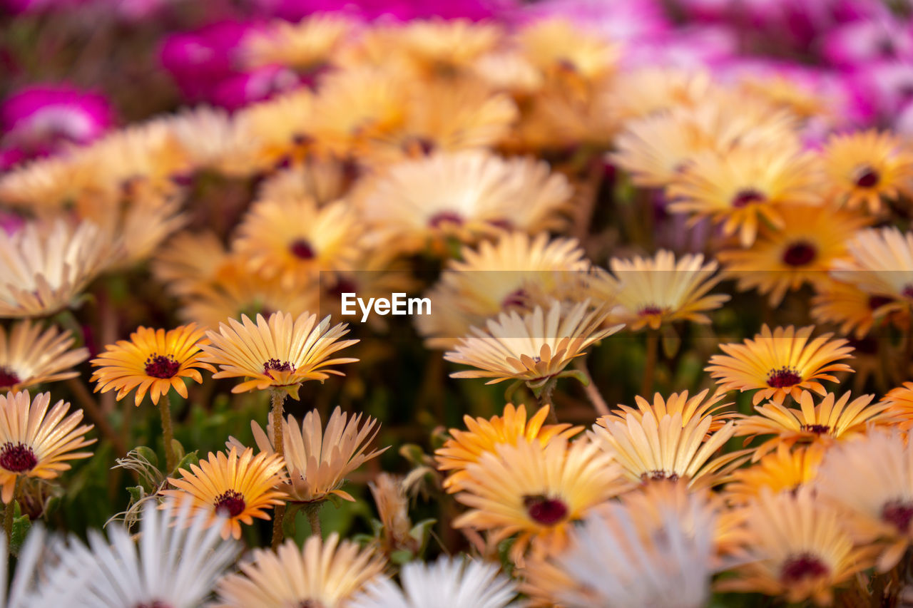 flower, flowering plant, plant, freshness, beauty in nature, growth, petal, close-up, flower head, fragility, nature, daisy, no people, inflorescence, macro photography, yellow, backgrounds, chrysanths, selective focus, full frame, ice plant, multi colored, botany, outdoors, pink, springtime, day, flowerbed, abundance, blossom, garden, wildflower, pollen
