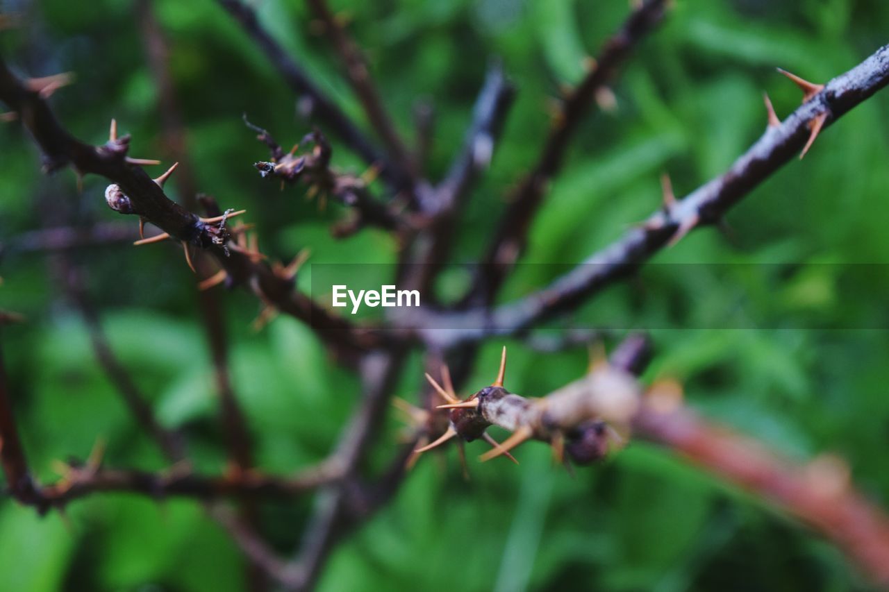 Close-up of insect on plant