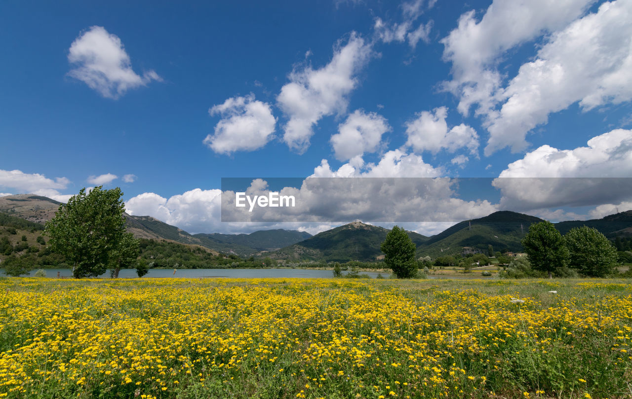 Yellow flowers growing on field against sky