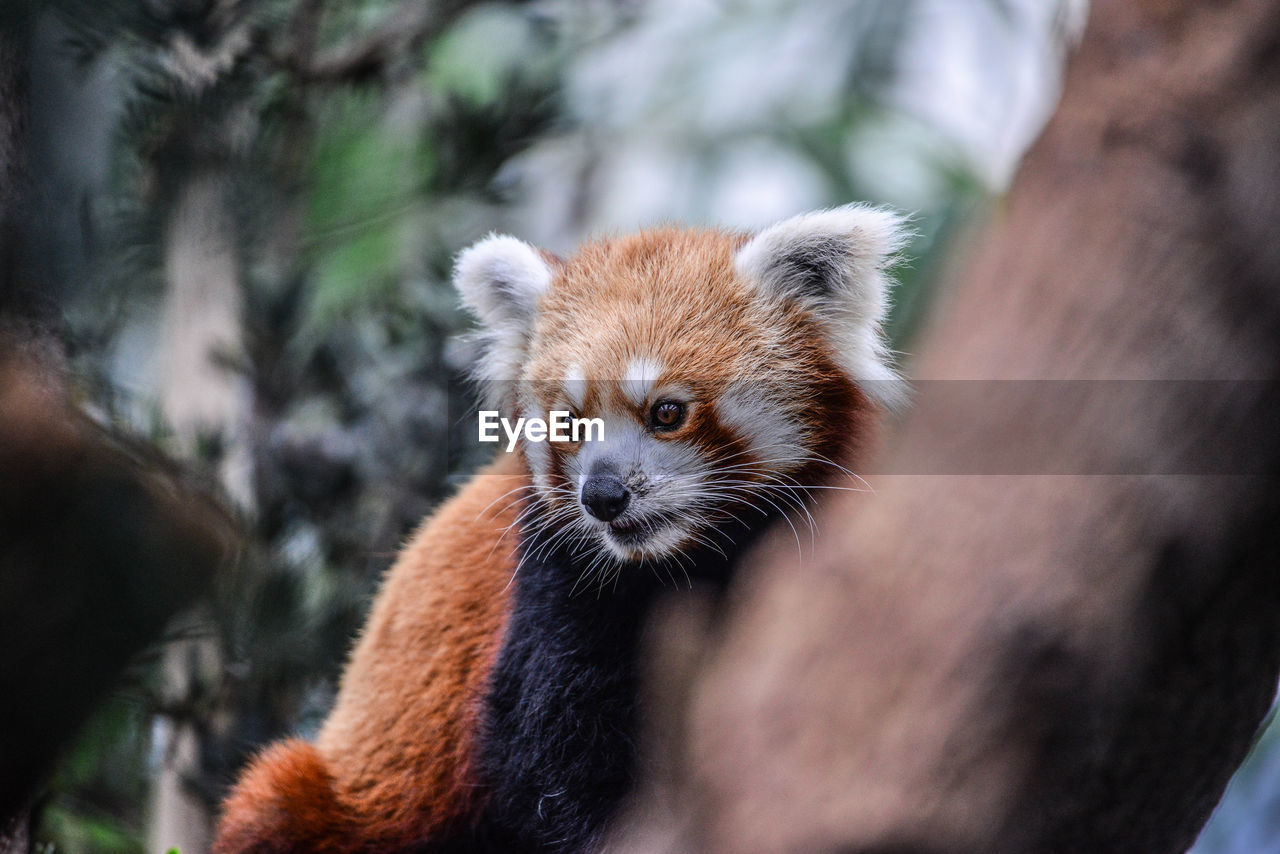 Close-up of red panda on tree