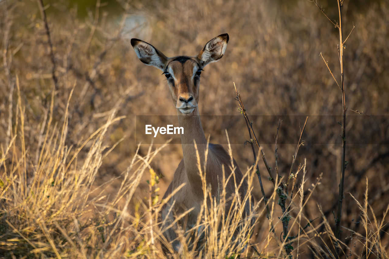 PORTRAIT OF GIRAFFE ON FIELD