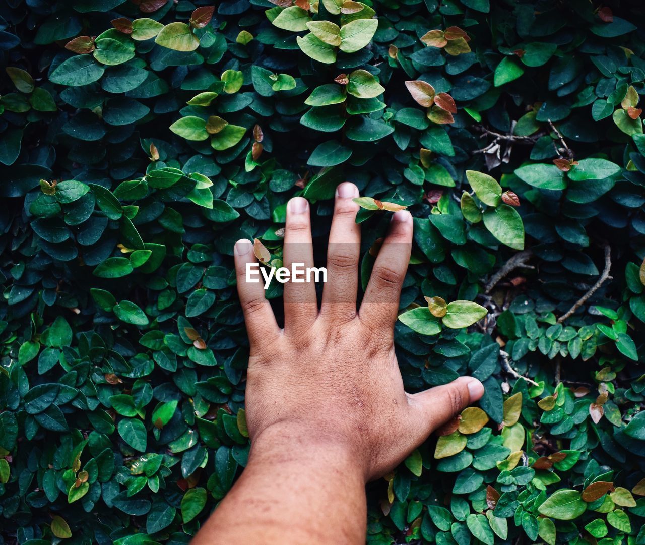 Cropped hand of man touching plants