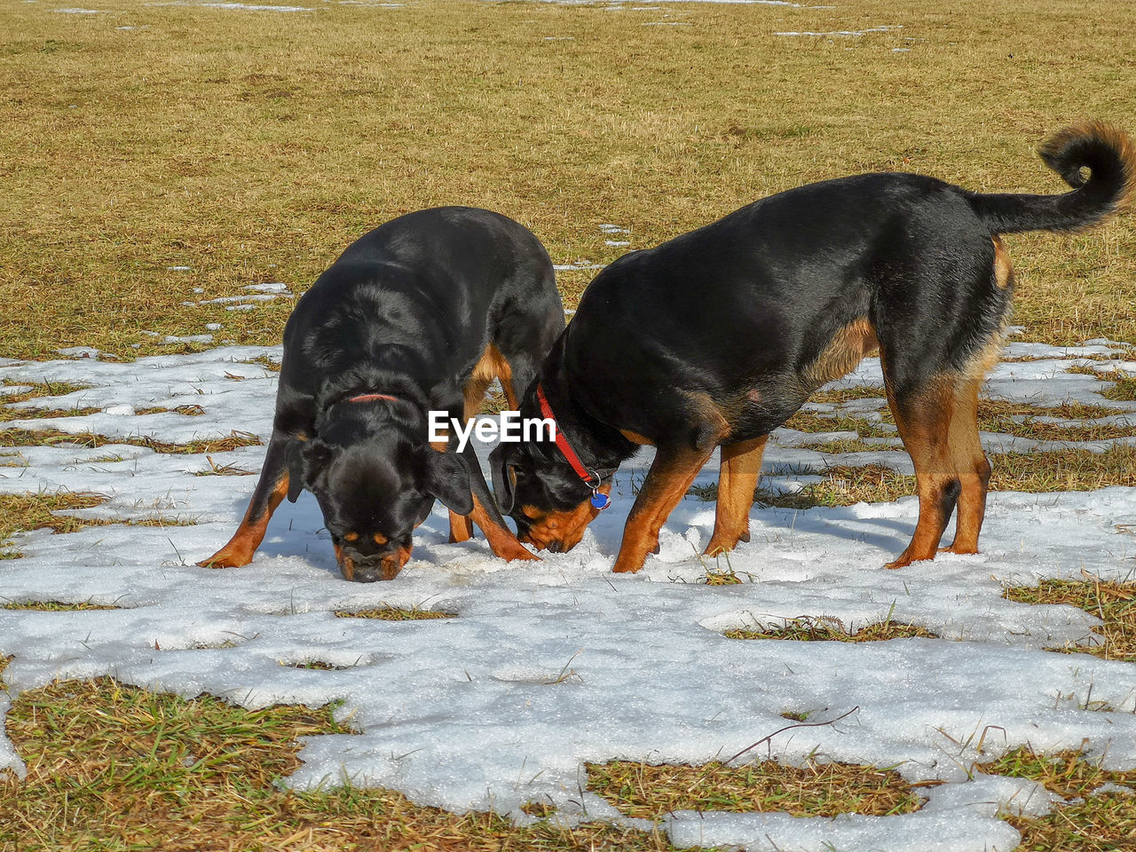 BLACK DOG LYING ON FIELD