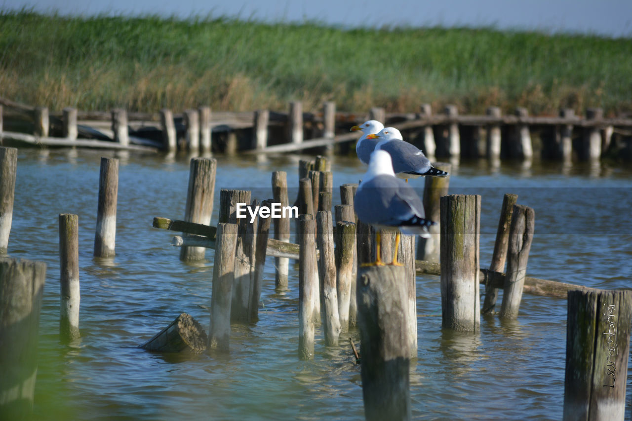 Birds perching on wooden post in lake