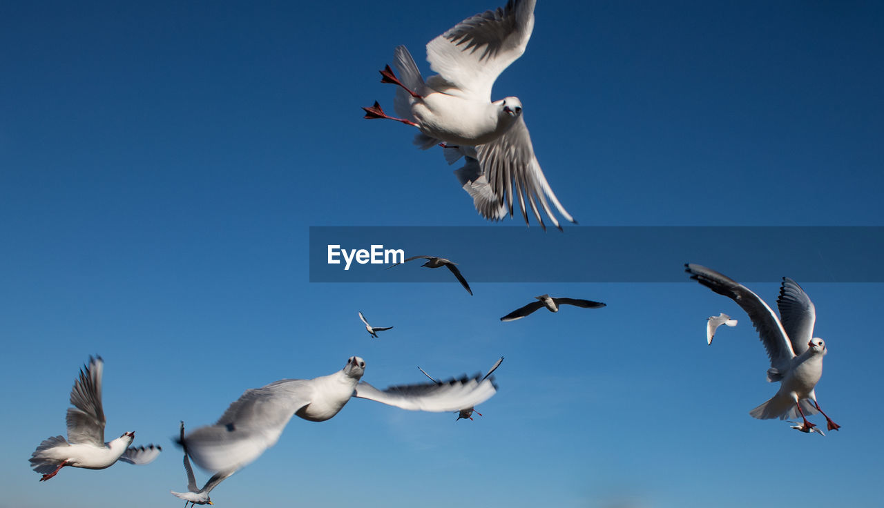 Low angle view of seagulls flying against clear blue sky