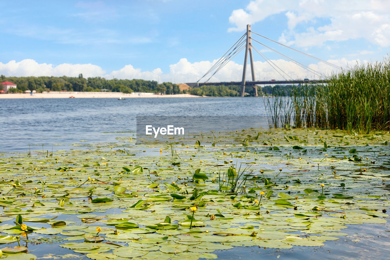 Summer landscape of the wide dnipro river with thickets of yellow water lilies  north bridge in kyiv