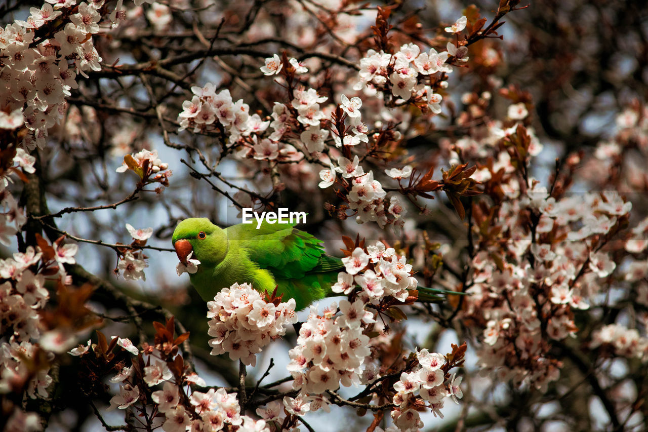 Cherry blossoms in spring and a parrot