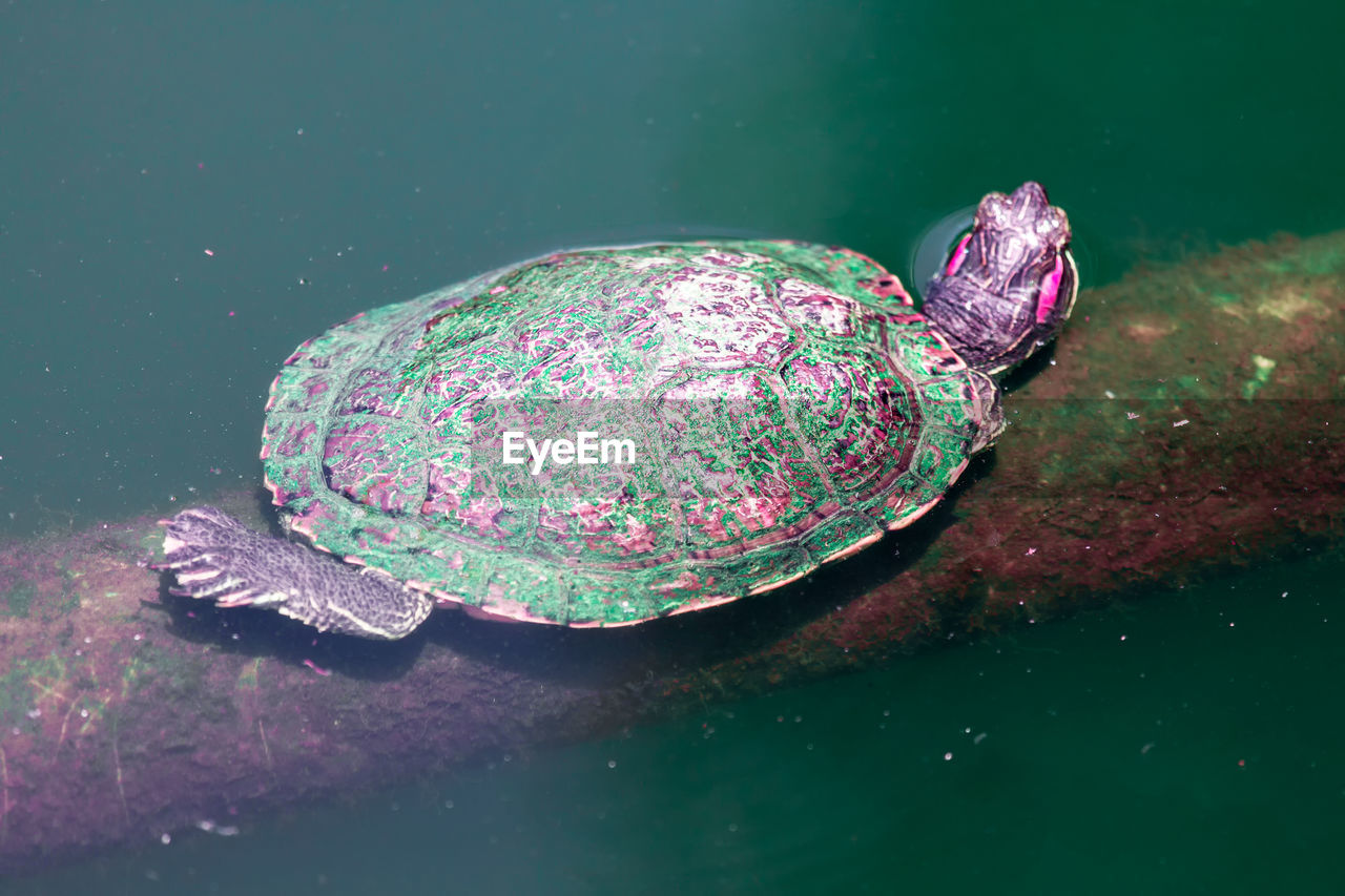 Cumberland slider freshwater turtle . trachemys scripta troosti