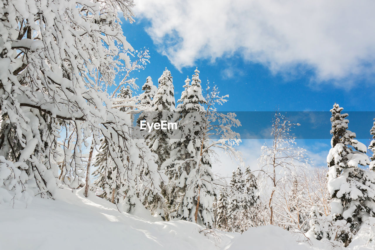 SCENIC VIEW OF SNOW COVERED TREE AGAINST SKY